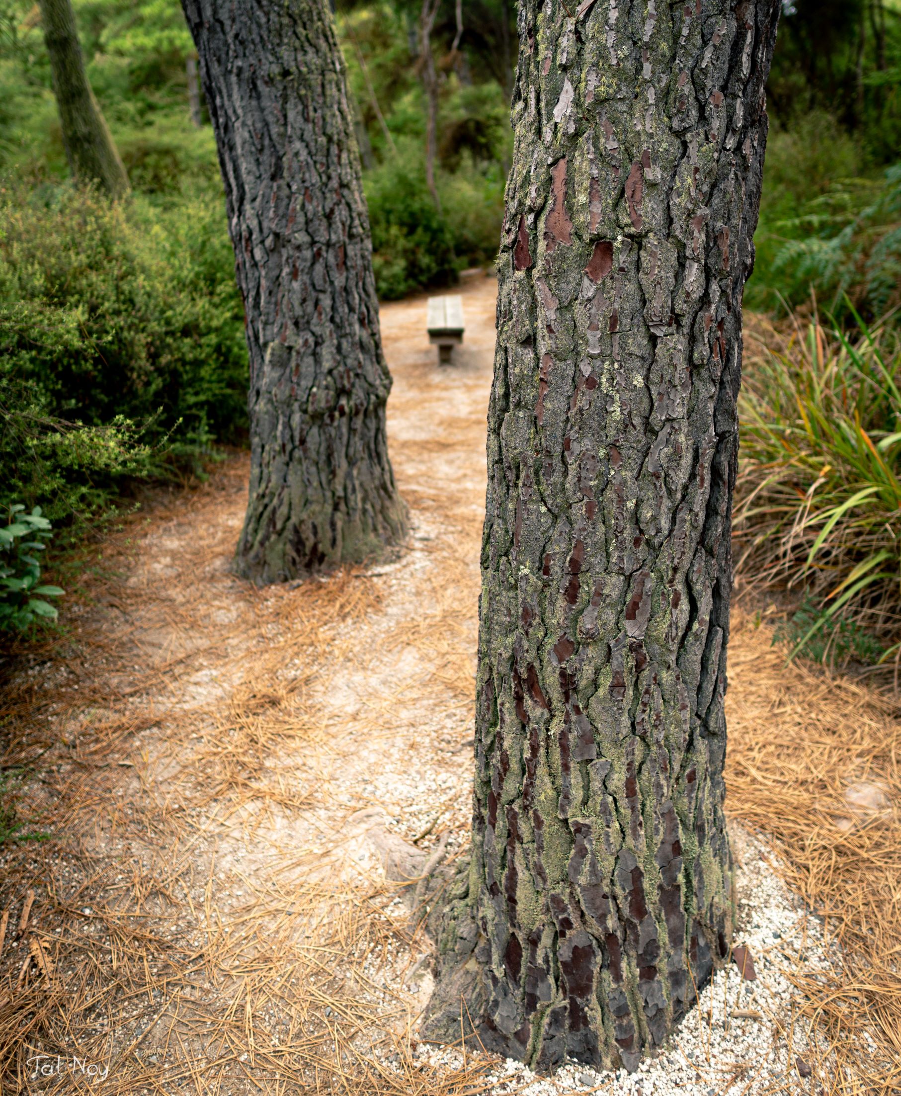 Two rugged pine trunks with deeply textured bark along a needle-covered forest path, a bench in the distance